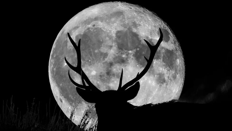 An image of the full moon in a dark sky. Silhouetted in front of the moon is a buck deer with large antlers and some long grasses.